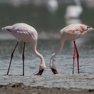 Nakuru NP - Lesser flamingos